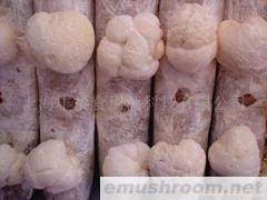 猴头菇菌棒（出口）