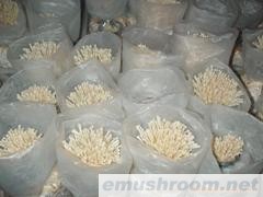 金针菇菌棒（出口）