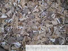 供应灰平菇干片