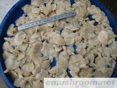供应盐渍白平菇