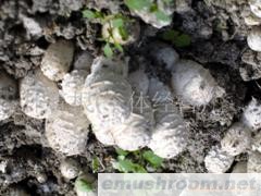 供应:灰树花,鸡腿菇,杏鲍菇(图)