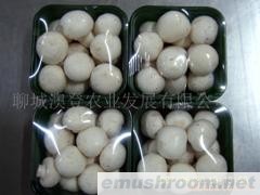 供应蘑菇