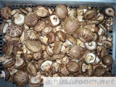 供应出口香菇(图)
