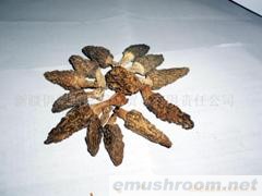 供应ManBetX体育/野生