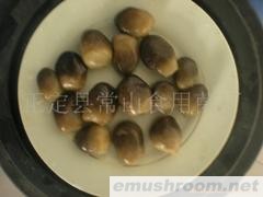 供应Manbetx体育手机版V17版本发布.官网安卓网.香港