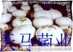 供应双孢菇