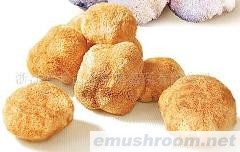 供应猴头菇干品(图)