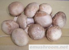 供应保鲜光面菇