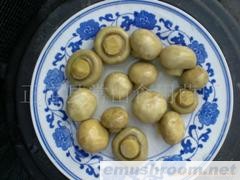 供应ManBetX体育 蘑菇 口蘑 mushroom