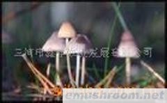 供应有机野生菌