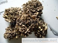 供应灰树花(图)