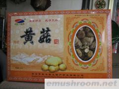 供应黄菇