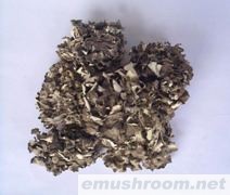 供应干品 盐渍 切片灰树花(图)