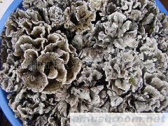 供应鲜干巴菌 味佳 鲜美 无虫