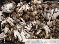 供应鲜北风菌  野生菌