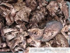 供应鲜虎掌菌  一级黑虎掌 野生菌 ManBetX体育