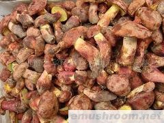 供应鲜红葱菌 干品 野生Manbetx体育手机版V17版本发布.官网安卓网.香港