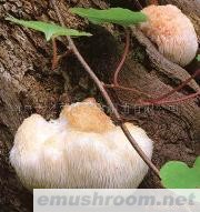 供应云南山珍 野生菌 野山菌 ManBetX体育