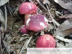 供应野生大红菌(图)各种野生菌干、鲜、速冻等