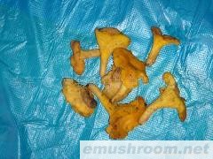 供应野生鸡油菌(图)各种野生菌鲜品、干品、速冻等