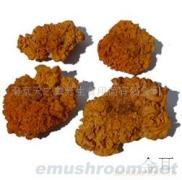 供应野生金耳菌(图)各种野生菌干、鲜、速冻等
