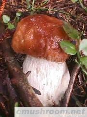 供应野生美味牛肝菌(图)各种野生菌干、鲜、速冻等