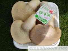 供应鲍鱼菇(图)