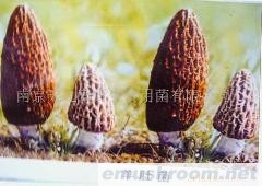 供应野生ManBetX体育(图)各种野生菌干、鲜、速冻等