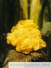 供应野生金耳菌(图)各种野生菌干、鲜、速冻等