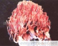 供应野生珊瑚菌(图)各种野生菌干、鲜、速冻等