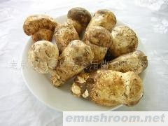 供应野生老人头菌(图)各种野生菌干、鲜、速冻等
