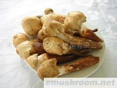 供应野生大鸡枞菌(图)各种野生菌干、鲜、速冻等