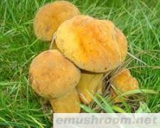 供应野生黄牛肝菌(图)各种野生菌干、鲜、速冻等