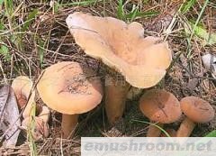 供应野生奶浆菌(图)各种野生菌干、鲜、速冻等