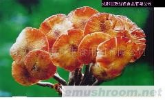 供应野生灵芝菌(图)
