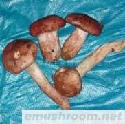 供应野生青杠菌(图)各种野生菌干、鲜、速冻等