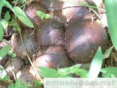 供应竹荪蛋(图)各种野生菌干、鲜、速冻等