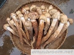 供应鲜鸡纵  干鸡纵 特级 一级