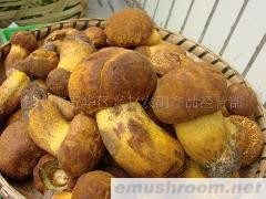 供应鲜黄牛肝菌 批发
