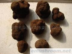 供应鲜块菌  野生菌 ManBetX体育