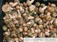 供应鲜青头菌  青头菌批发