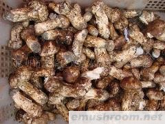 供应鲜松茸菌  干品 野生ManBetX体育