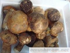 供应鲜品美味牛肝菌 干品美味