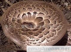 供应野生黑虎掌菌(图)各种野生菌干、鲜、速冻等