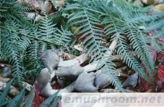 供应野生小鸡枞菌(图)各种野生菌干、鲜、速冻等