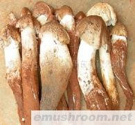 供应野生大鸡枞菌(图)各种野生菌干、鲜、速冻等