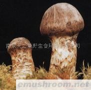 供应各级别 野生松茸菌各种野生菌干、鲜、速冻等