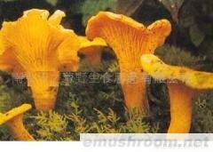 供应野生鸡油菌(图)各种野生菌干、鲜、速冻等