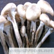 供应东北特产野生榛蘑