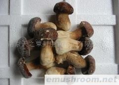 供应速冻野生美味牛肝菌(图)各种干、鲜、速冻野生菌